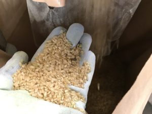 自動籾摺り機から排出された玄米